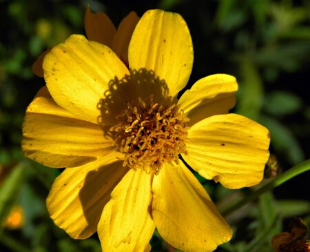 Flower                       の写真素材