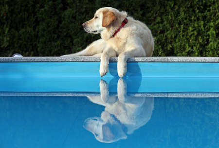 Labrador reflection in poolの写真素材