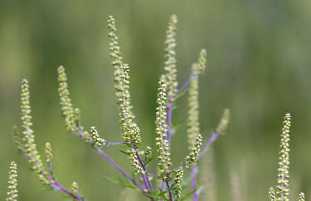 Plant responsible for allergies, ragweed, ambrosia
