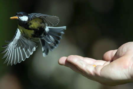 Small bird flying from hand, Blue Tit
