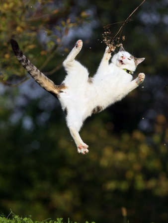 Cat jumping in grass fieldの写真素材