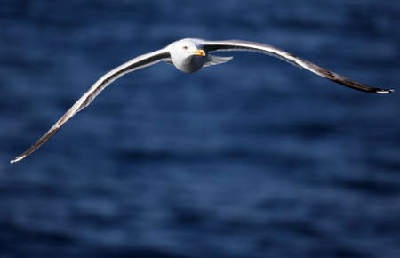 Seagull flying over blue seaの写真素材