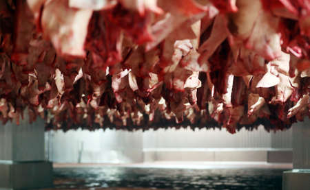 Pig halfs hanging in big fridge in meat industry fridgeの写真素材