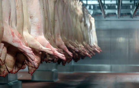 Pig halfs hanging in big fridge in meat industry fridgeの写真素材