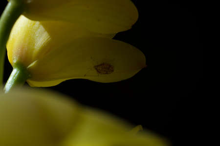 Flower and bugの写真素材