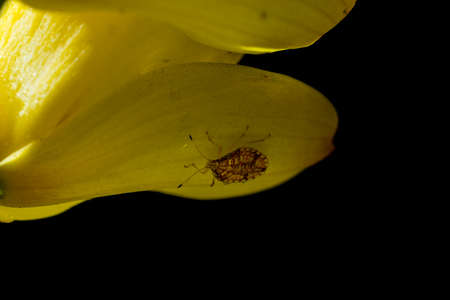 Flower and bugの写真素材