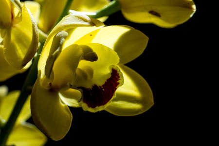 flowerの写真素材