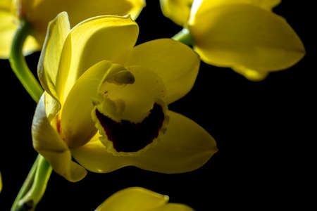 flowerの写真素材