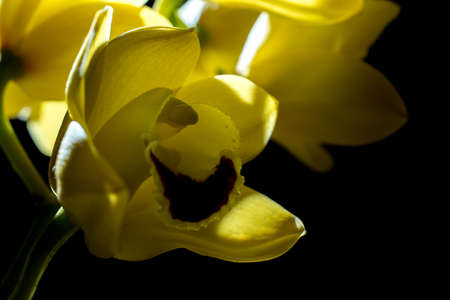 flowerの写真素材