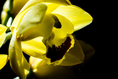 flowerの写真素材