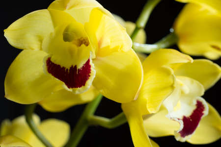 flowerの写真素材
