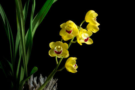 flowerの写真素材