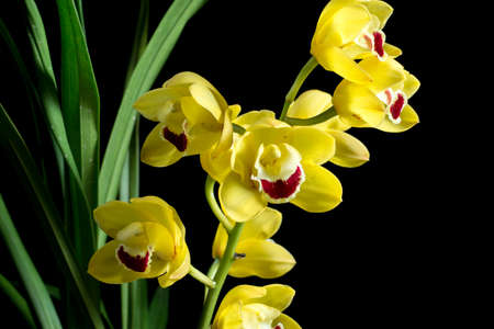 flowerの写真素材