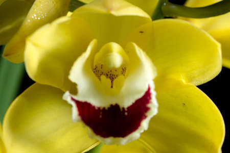 flowerの写真素材