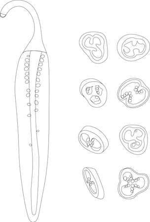 Bulgarian pepper, paprika, bell pepper. Whole, half, cut and sliced ââpeppers. Sliced ââpepper slices. Whole and slices. Vegetable rings, seasoning for cooking.のイラスト素材