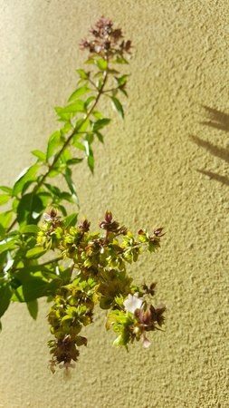 Basil plant with purple flowers in springの素材