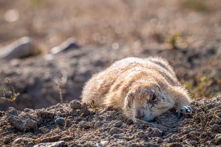 A small prairie dog is comfortably lying on its back in the dirt, relaxingの写真素材