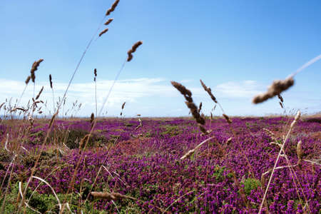 Windy breezes with pretty fuchsia colors and a beautiful blue skyの写真素材