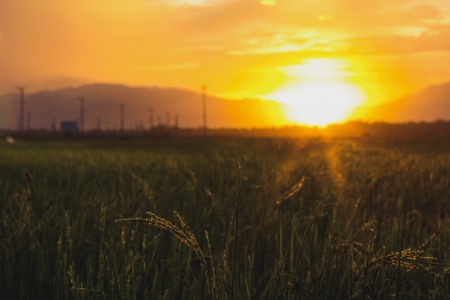 Orange sky sunset with green field and mountain in horizont.