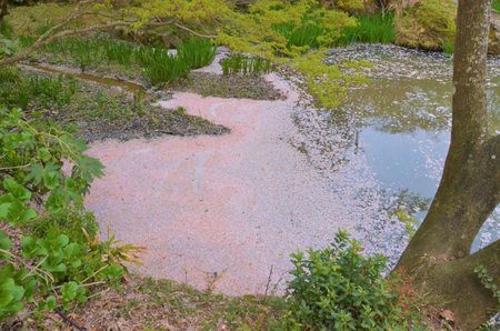 Along with the corrugated land covered with cherry blossom petals