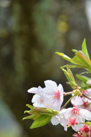 Cherry blossoms in full bloom in the sunlightの写真素材