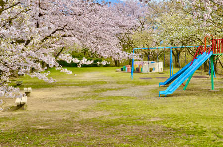 Cherry blossoms and slides in full bloom in the parkの写真素材
