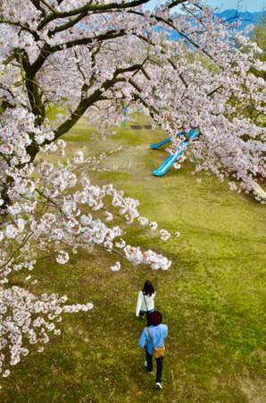 A couple came to the park where the cherry blossoms were in full bloom.の写真素材