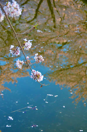 Cherry blossoms and branches in full bloom reflected beautifully on the lakeの写真素材