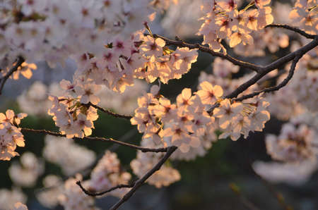 Cherry blossoms in full bloom with an atmosphere illuminated by the morning sun