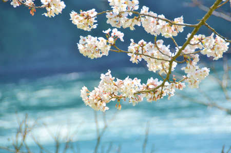 Close-up cherry blossoms in full bloom and sea backgroundの写真素材
