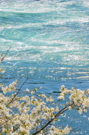 Beautiful river and cherry blossoms in full bloomの写真素材