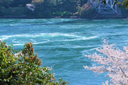 Under a big river and cherry blossoms in full bloomの写真素材