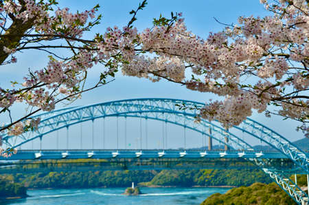A large bridge is built over the cherry blossoms in full bloom and the wide river.の写真素材