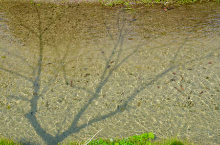 The shadow of the tree in a crystal clear river