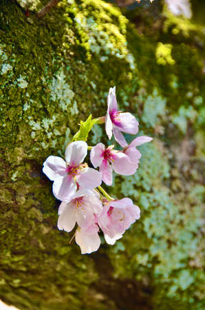 The cherry blossoms in full bloom are blooming from the trunk of the tree.の写真素材