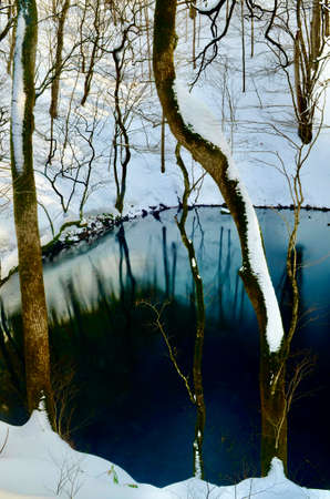 Midwinter Aoike and snow on the branchesの写真素材