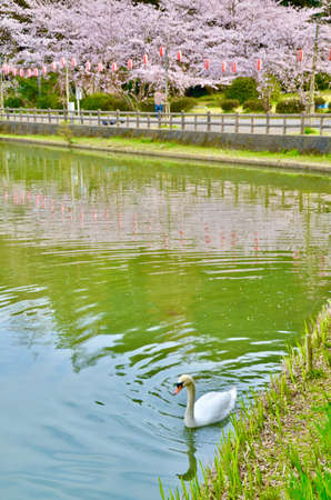 Swim on the cherry blossoms with scattered ducks during the festivalの写真素材