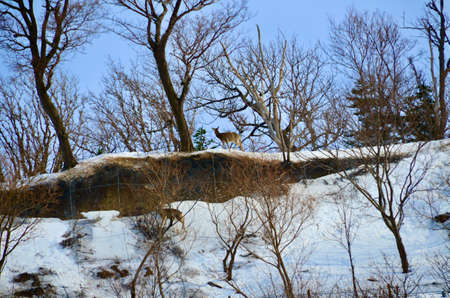 A fawn that got lost in a snowy mountain