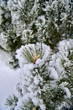 Winter color coordination