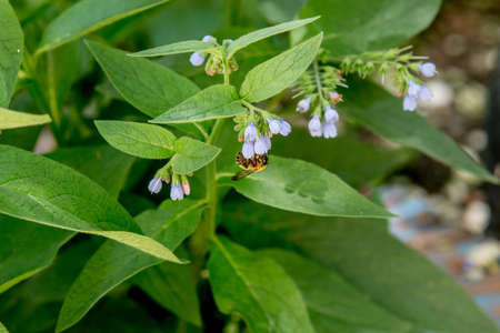 Campanula flowers with bee on beautiful green backgroundの写真素材
