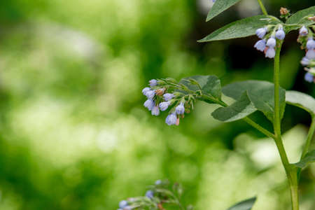 Campanula flowers with beautiful green backgroundの写真素材