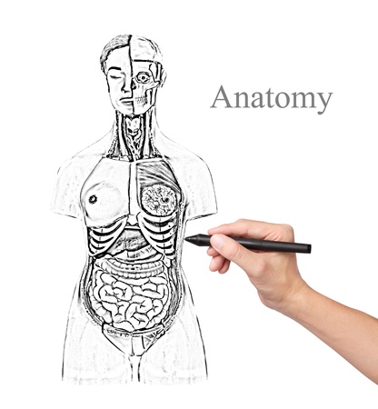 hand drawing woman anatomyの写真素材