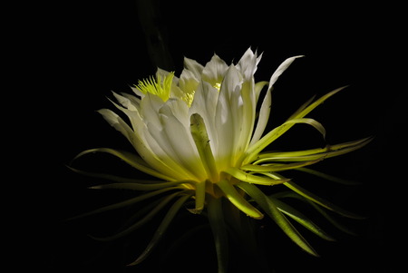 dragonの写真素材