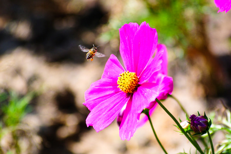 Flying Beeの写真素材