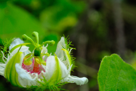 wildflowersの写真素材