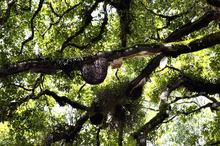 Honeycombs on top of an old treeの写真素材