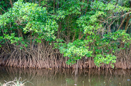 Mangrove plants with roots
