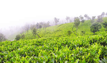 Tea gardens on the misty mountains of Ooty in Indiaの写真素材