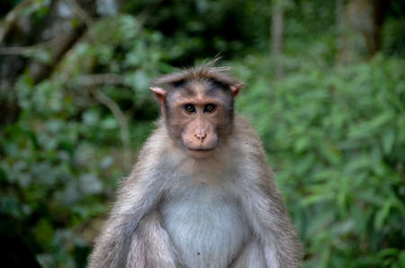 Monkeyの写真素材