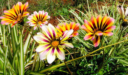 Gazania flowers in a garden at Ooty, Indiaの写真素材
